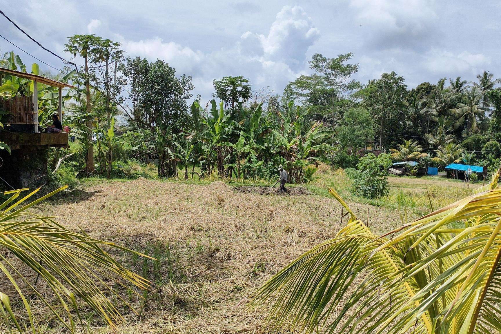 A planted strip of young banana and tropical trees running alongside a green rice field