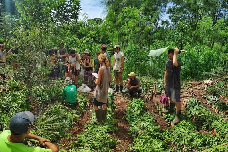 A group of people of different ages planting seedlings together in a lush green syntropic farming plot