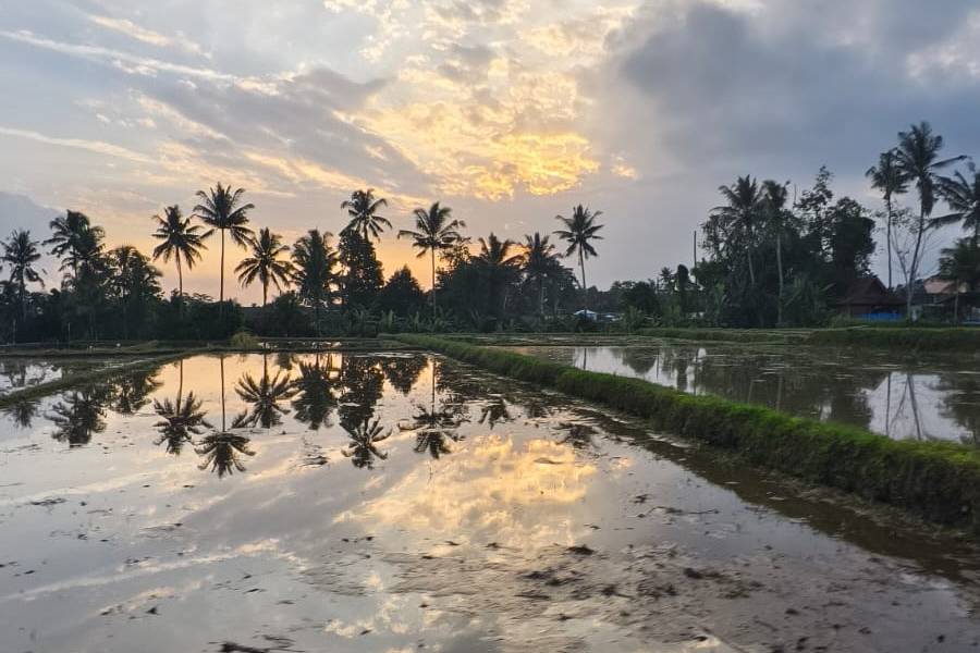 Golden sunset light on a flooded rice paddy with palm silhouettes, the The Healing Work card on the Home page