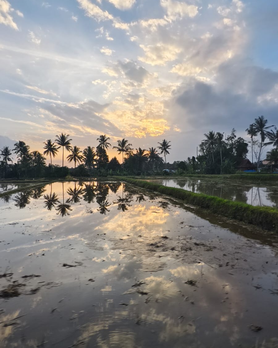 Golden sunset light on a flooded rice paddy with palm silhouettes, the The Healing Work card on the Home page