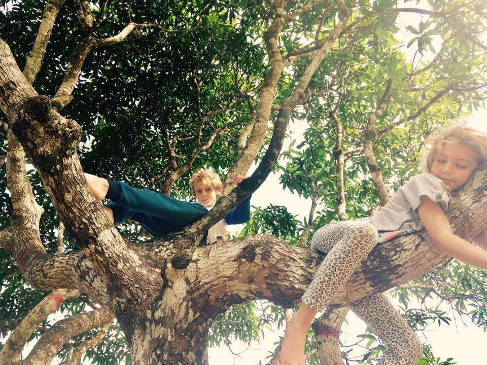 Two fair-haired children up in the wide low branches of a big spreading tree, green canopy all around them.